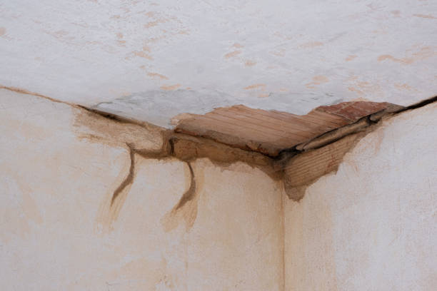 Best Flood damage cleanup  in Norridge, IL